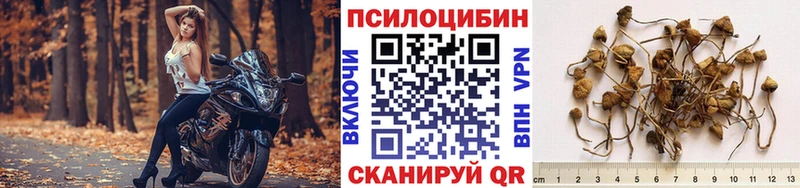 Галлюциногенные грибы Psilocybe купить Черняховск